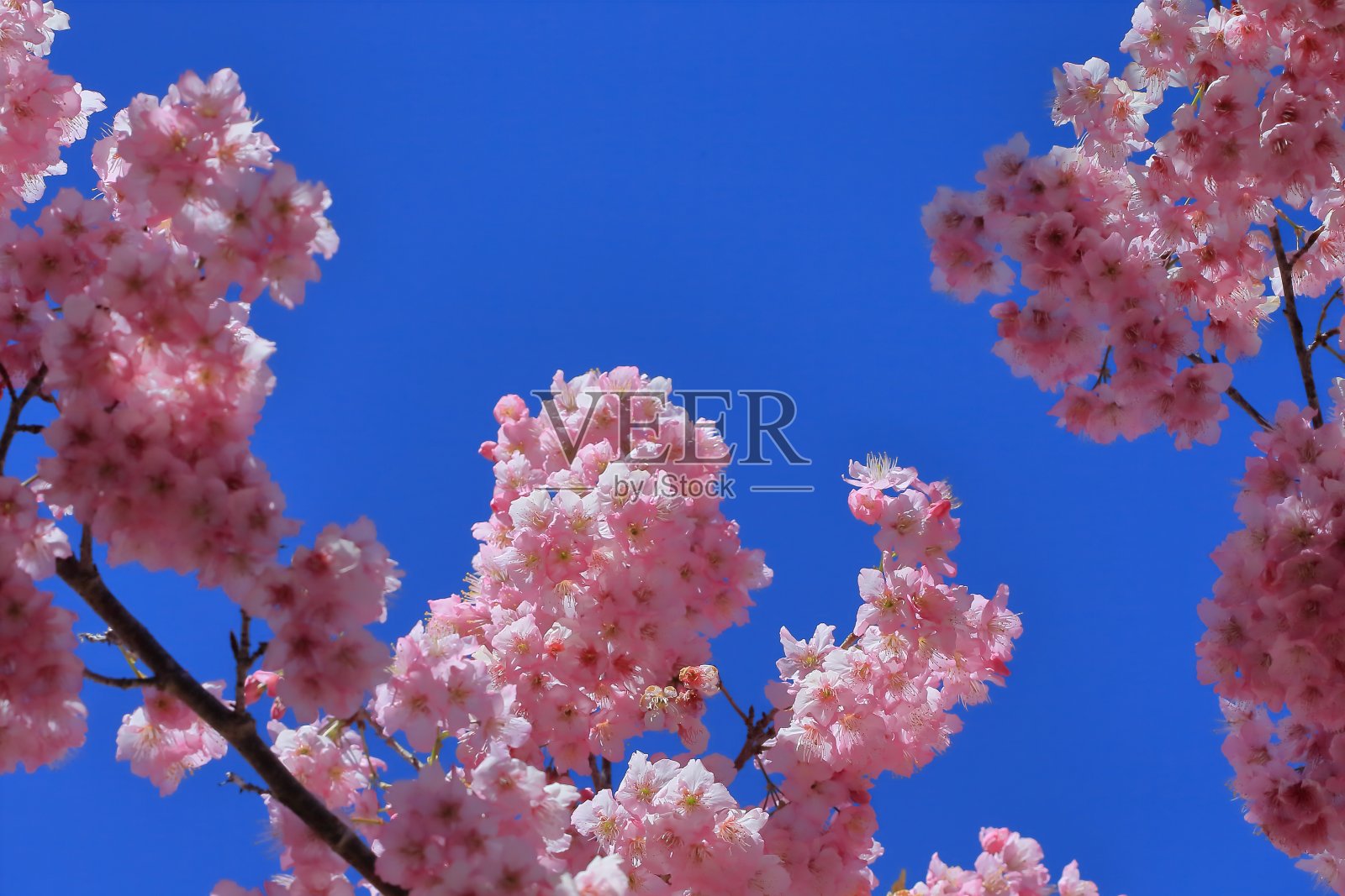 樱花照片摄影图片