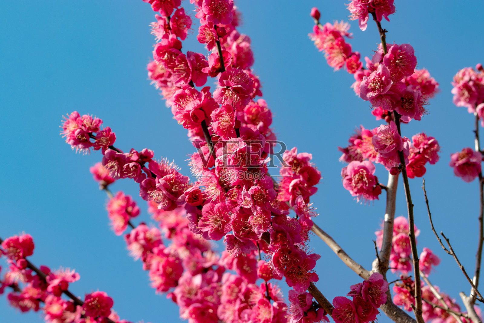 梅花花园公园,千叶县,千叶市,日本照片摄影图片