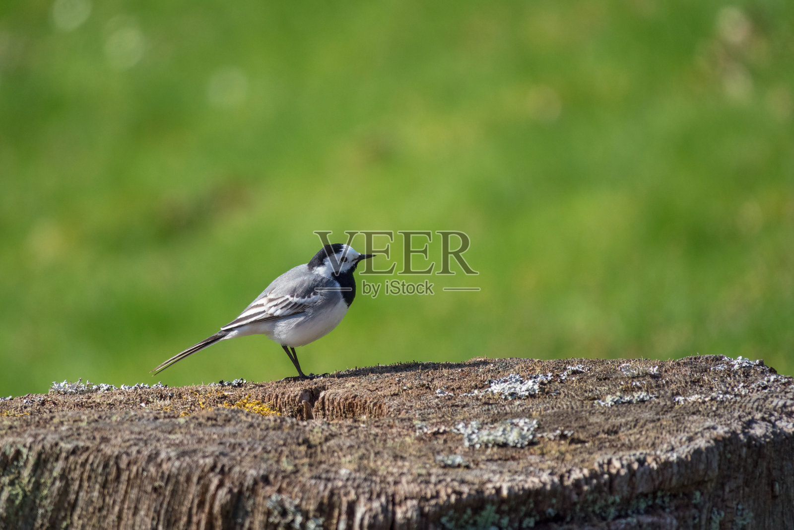 草地上一根树桩上的鹡尾鸟照片摄影图片