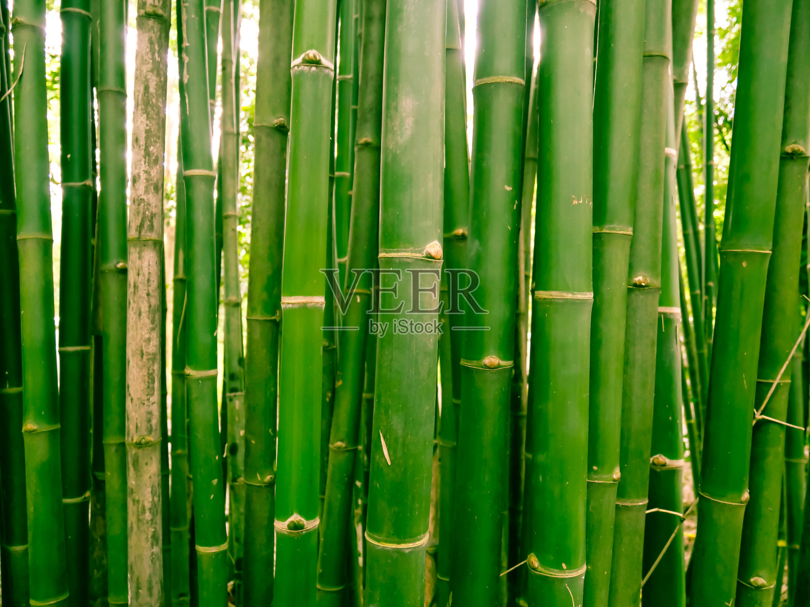 清晨的竹林中,一片风景如画的竹林在泰国的热带雨林中照片摄影图片