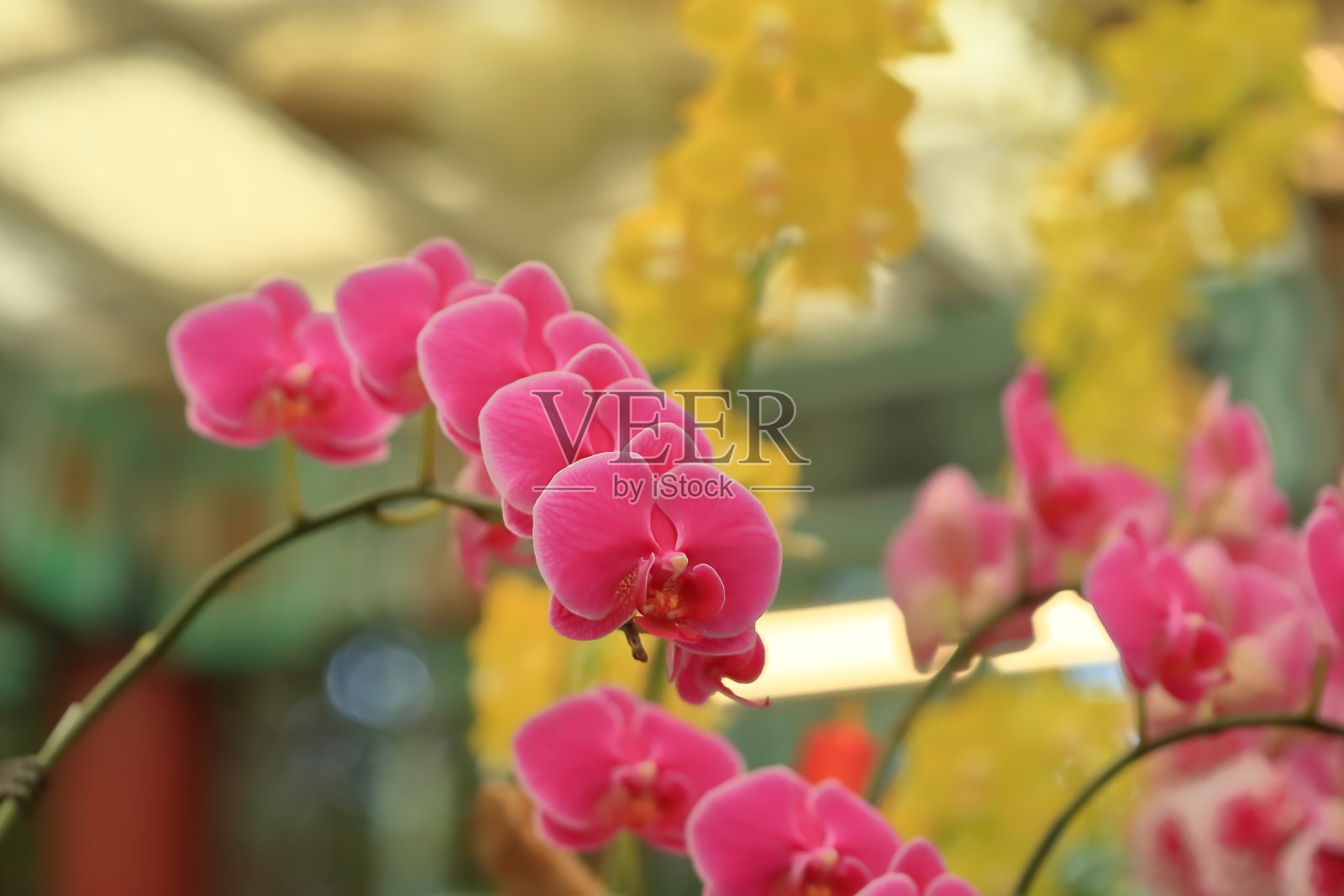 兰花照片摄影图片