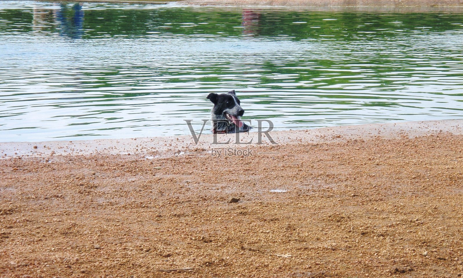 汉克在狗公园的牛狗-蓝色希勒-澳大利亚牛狗照片摄影图片