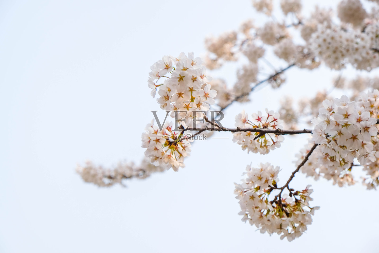 特写白色樱花在春天的季节在树上绽放,横幅空间添加文字。自然背景。照片摄影图片