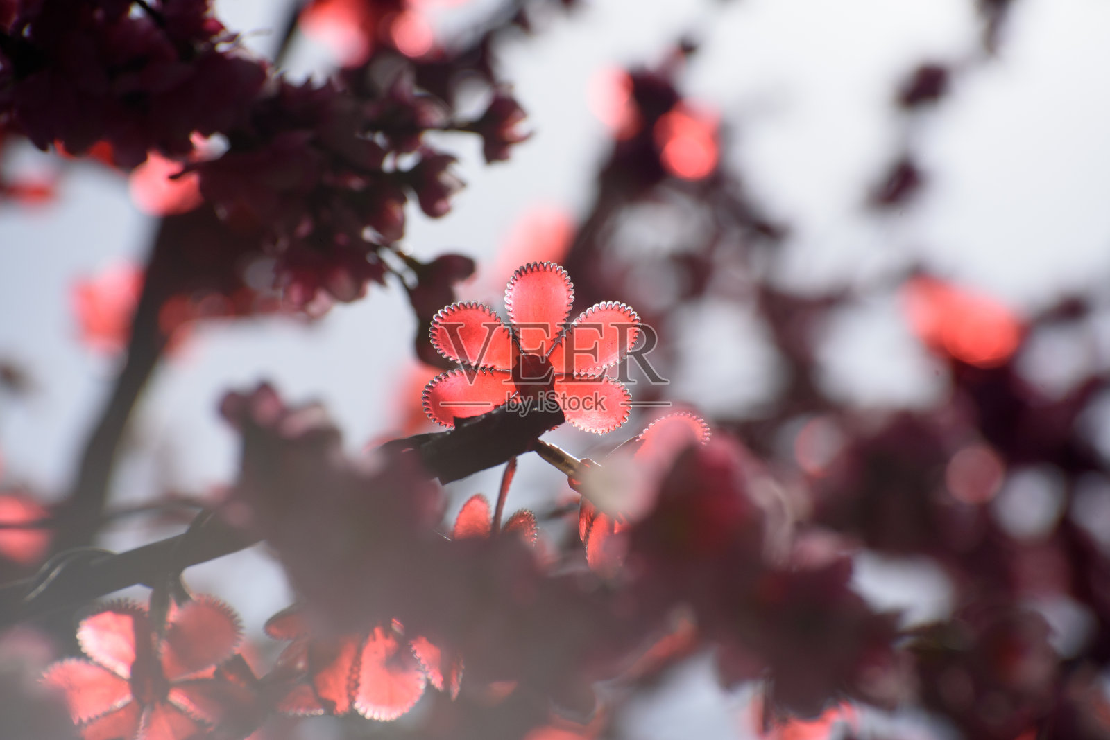 近距离的人工花花背景照片摄影图片