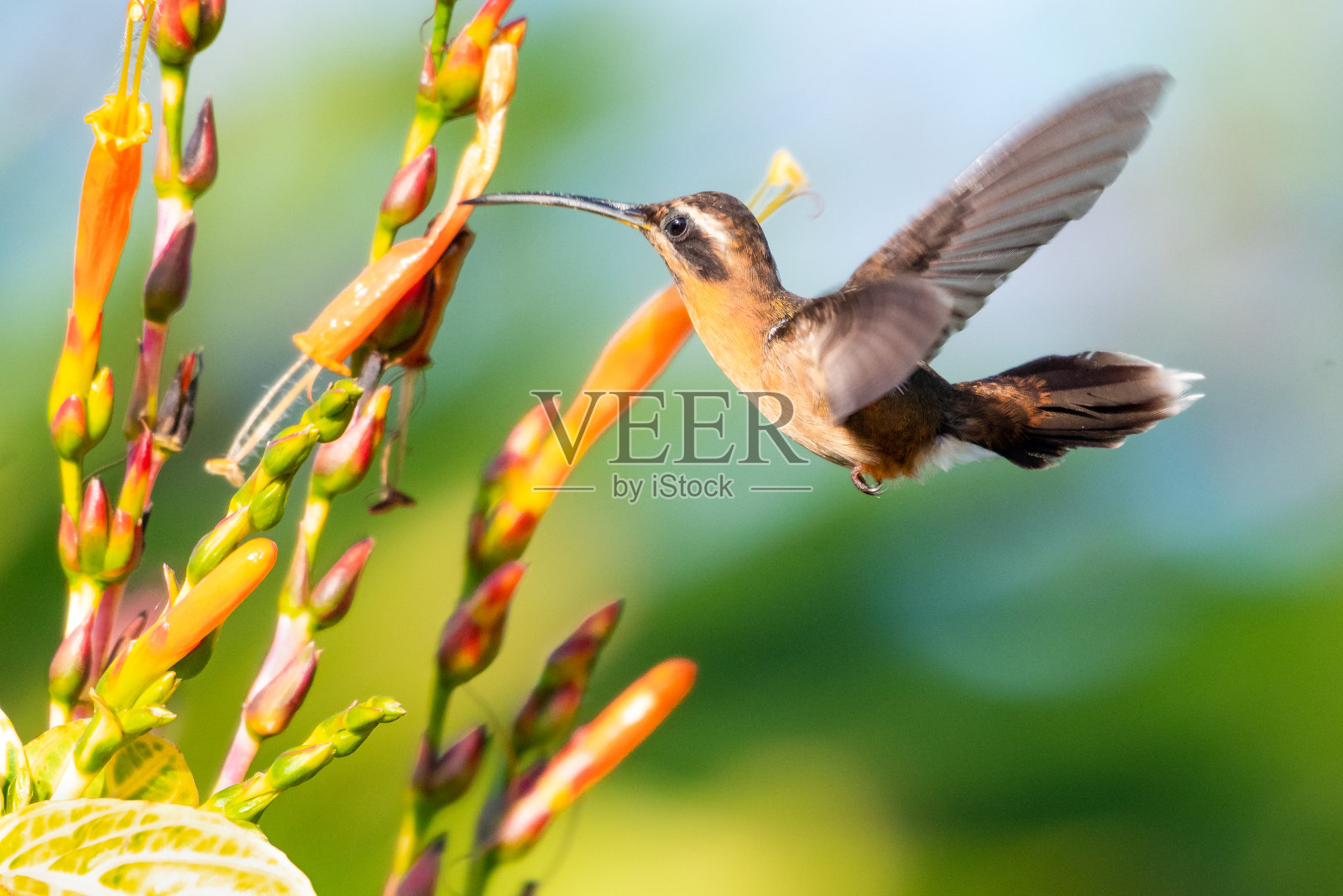 小隐士蜂鸟照片摄影图片