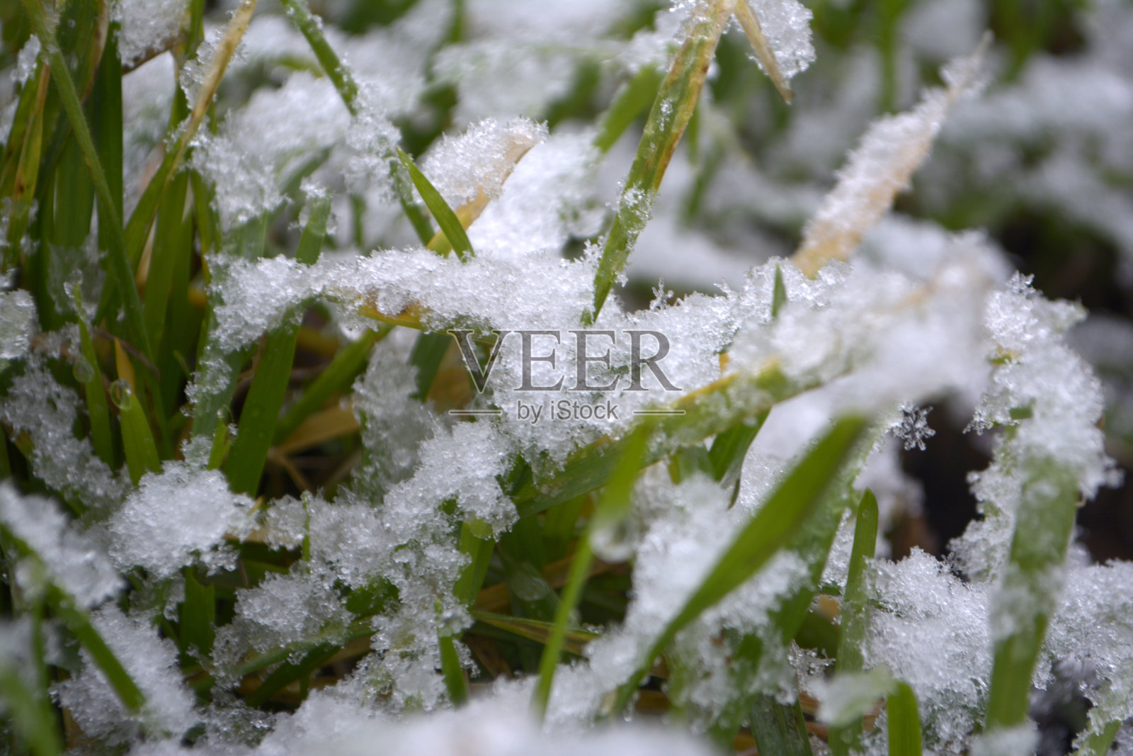 雪下绿草告别冬天概念你好春天照片摄影图片