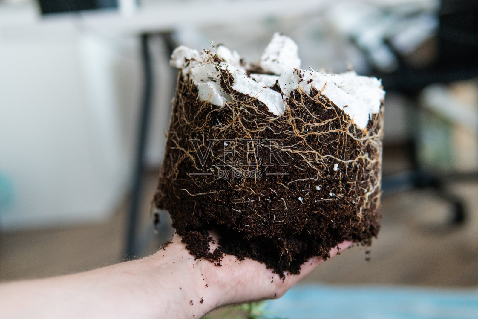 室内种植医用大麻的场地。照片摄影图片