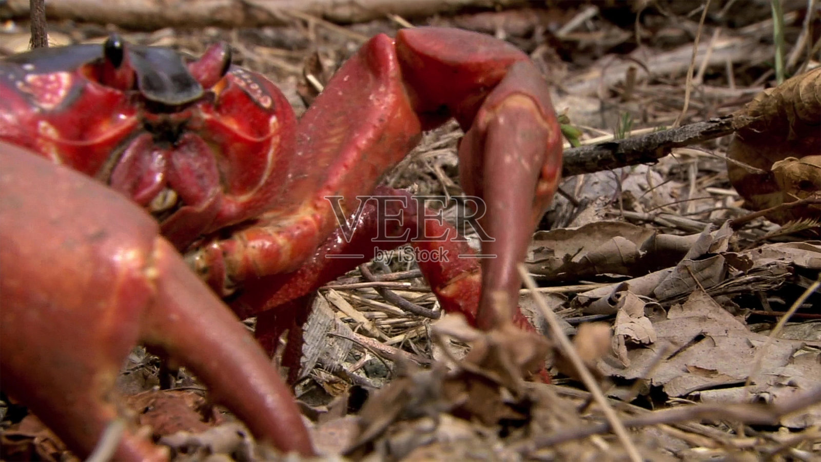 成群的黄色疯狂蚂蚁威胁着迁徙的螃蟹。蚂蚁攻击,把酸喷到它们的嘴巴和眼睛里。圣诞岛是澳大利亚在印度洋上的领土照片摄影图片