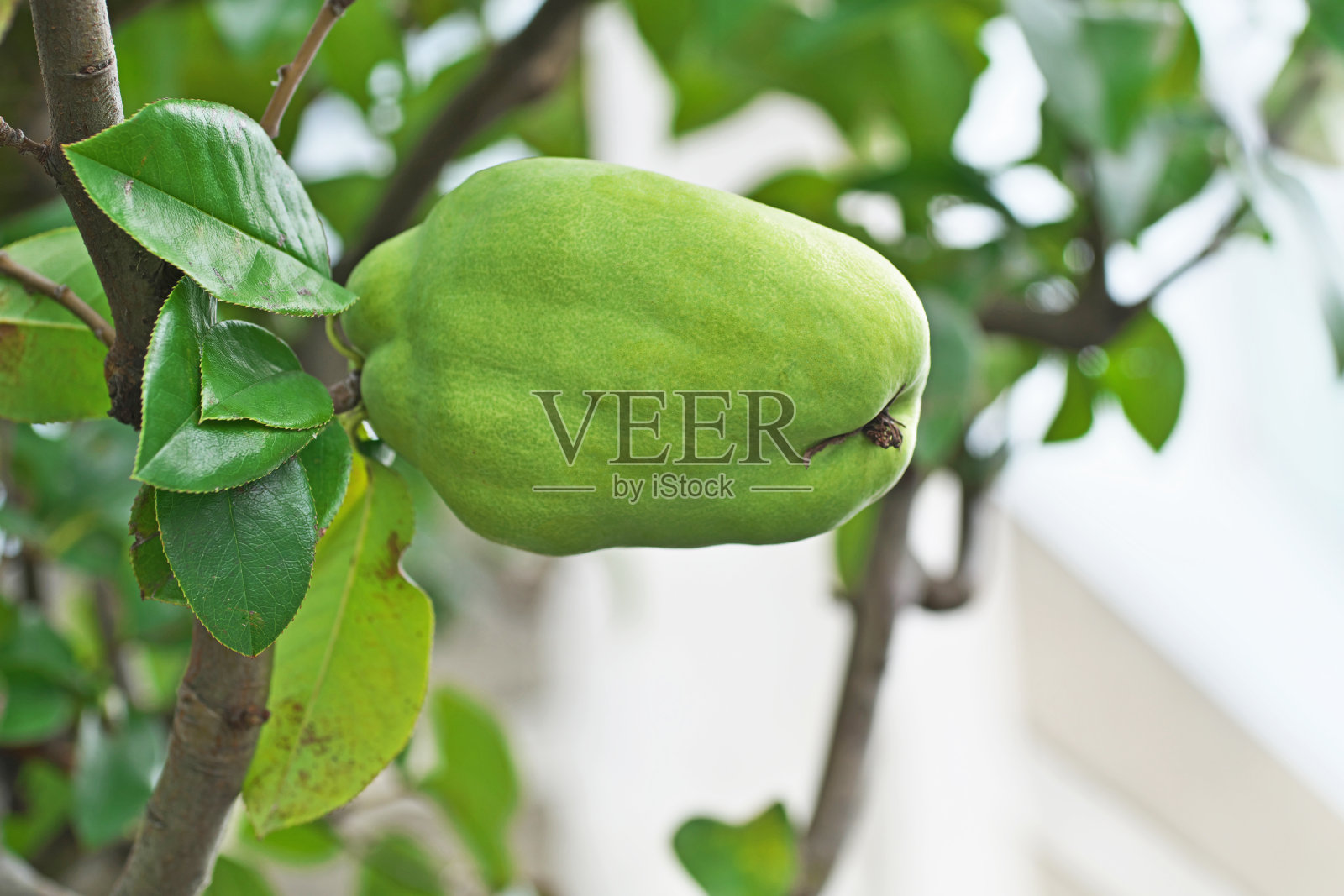 伪西多尼亚西宁西照片摄影图片