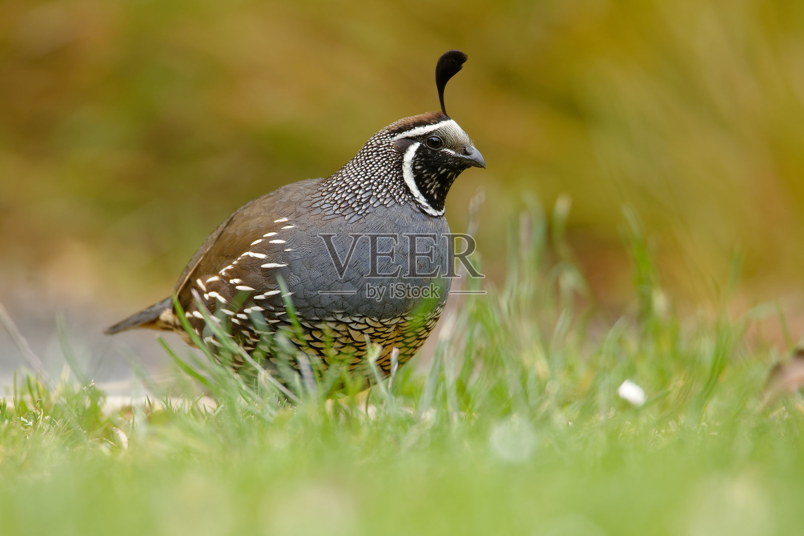 加利福尼亚鹌鹑-在新西兰的绿草中的加利福尼亚雄性照片摄影图片