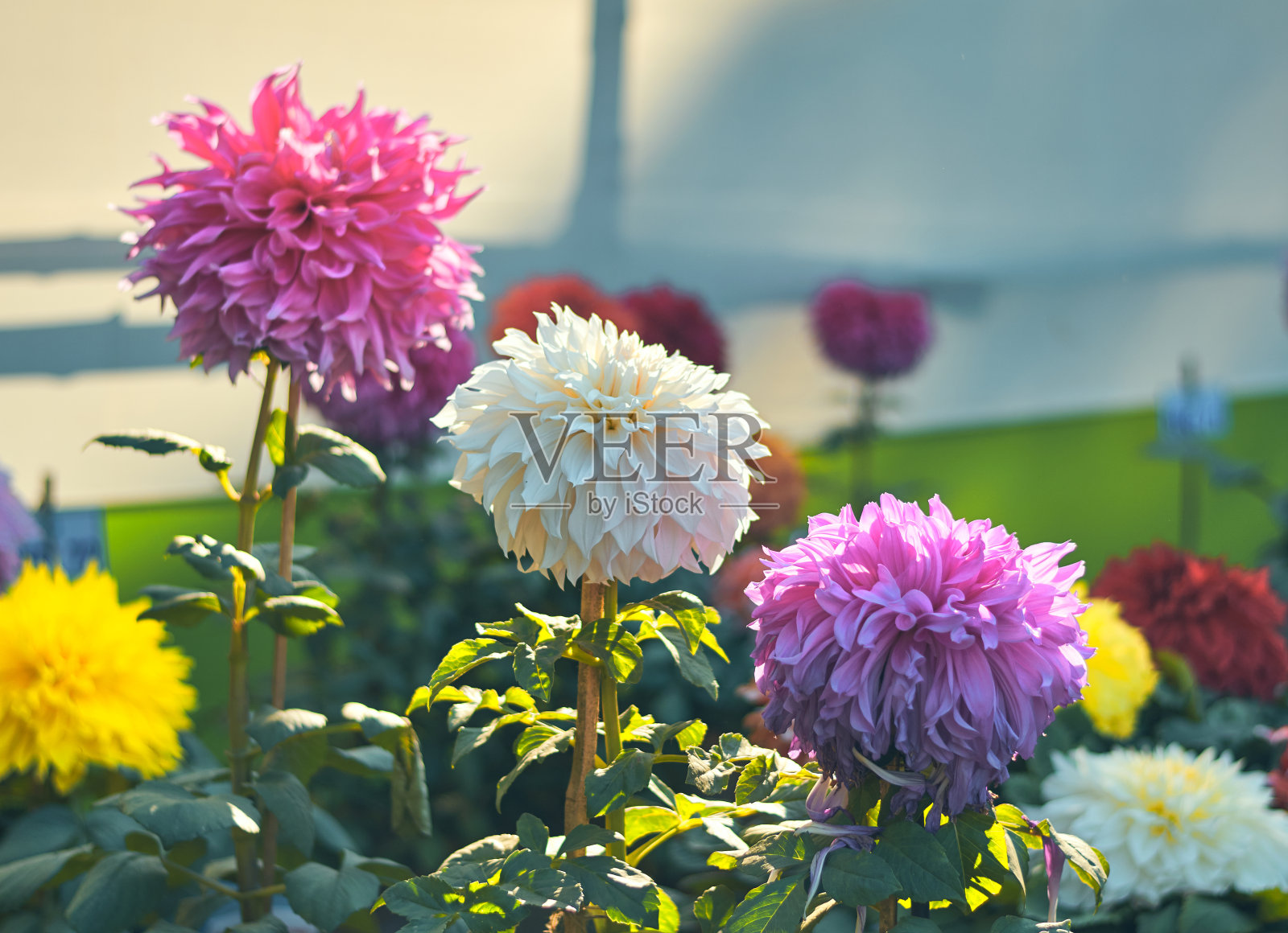 花展上美丽的大丽花照片摄影图片