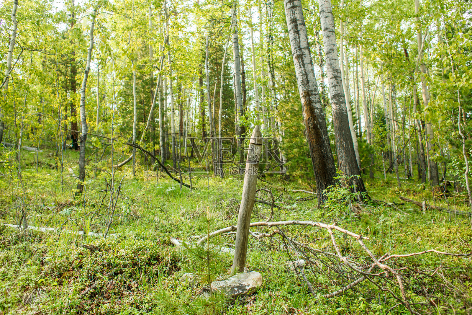 林中的一根测地线杆照片摄影图片