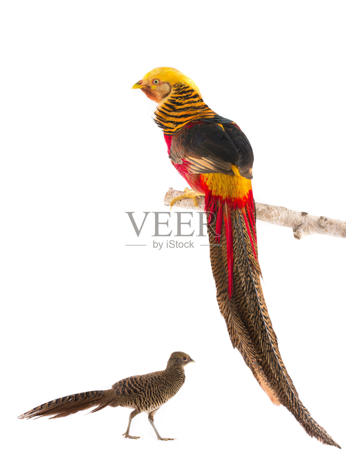 雄金鸡和雌金鸡是孤立在一起的白色照片摄影图片