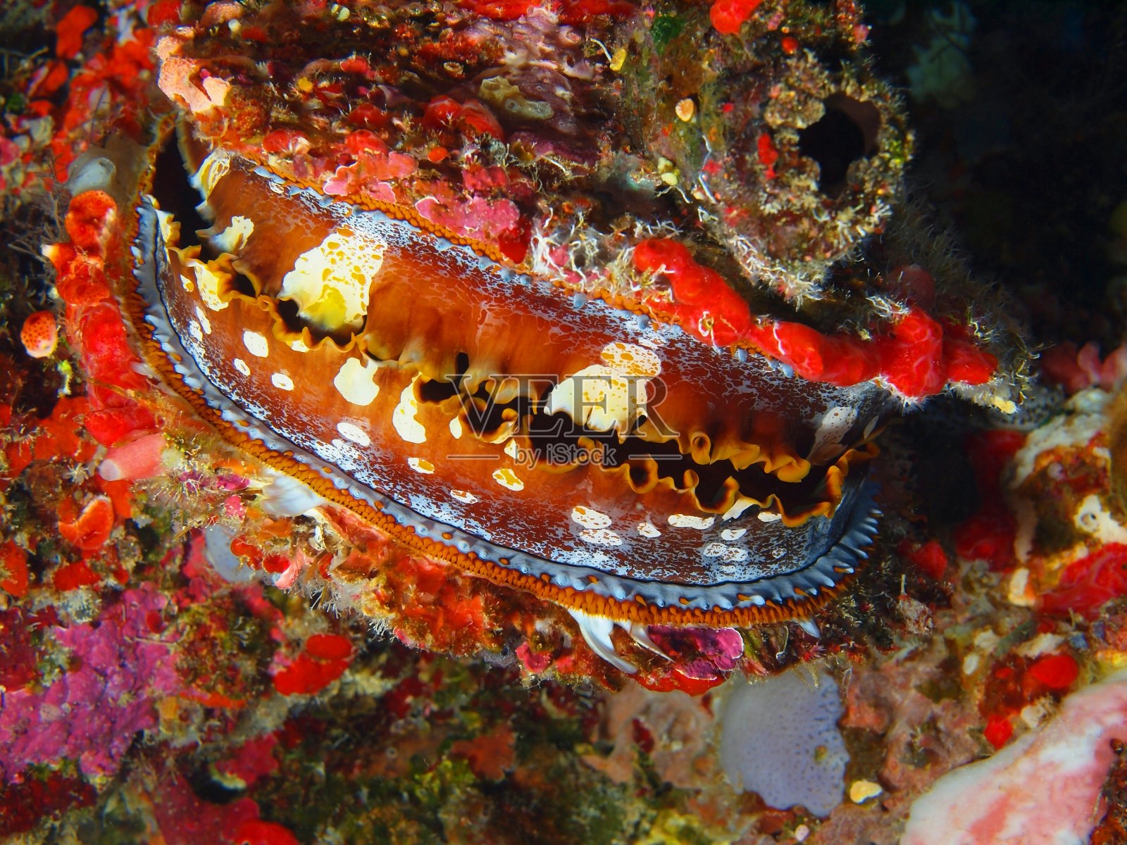 蛤照片摄影图片