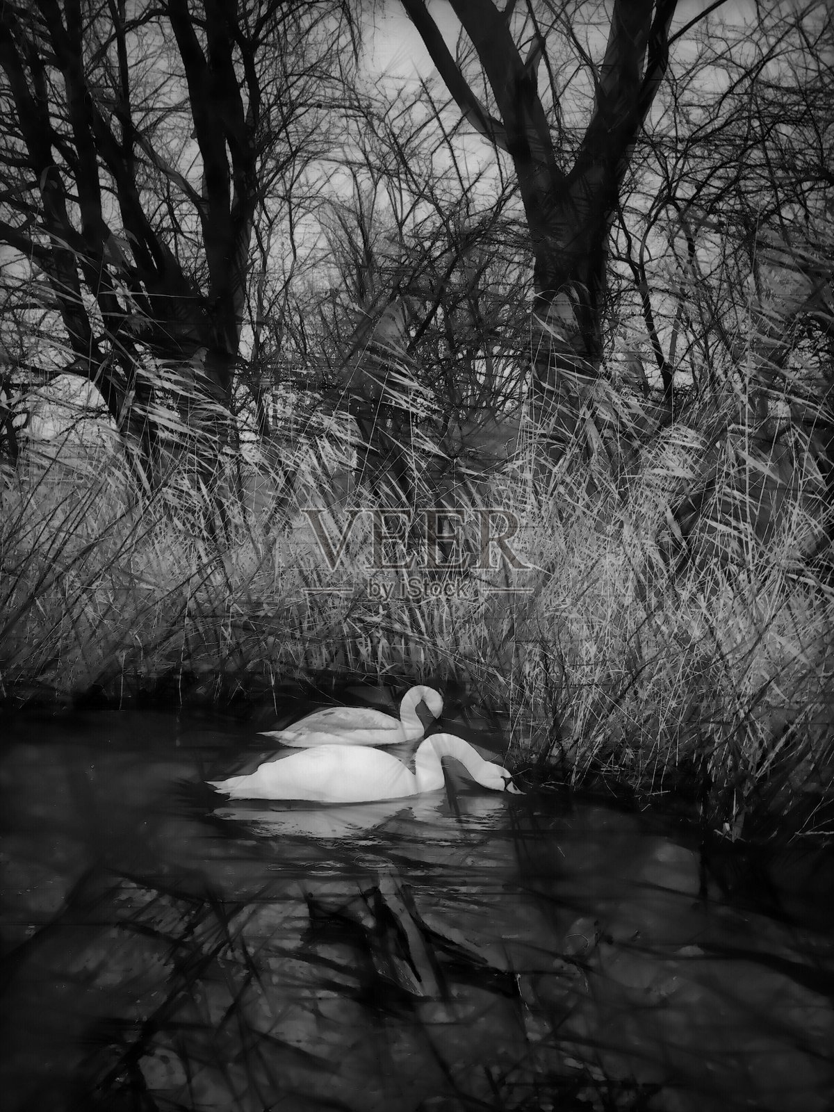 风,雨和天鹅在一个湖照片摄影图片