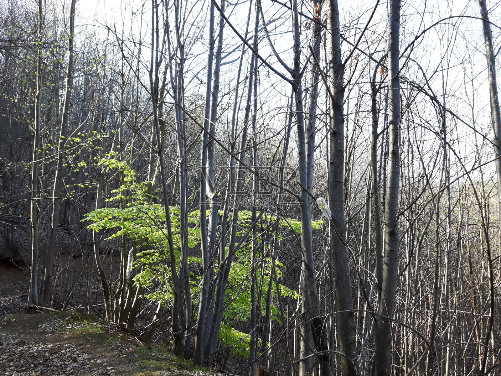 村里的春花照片摄影图片