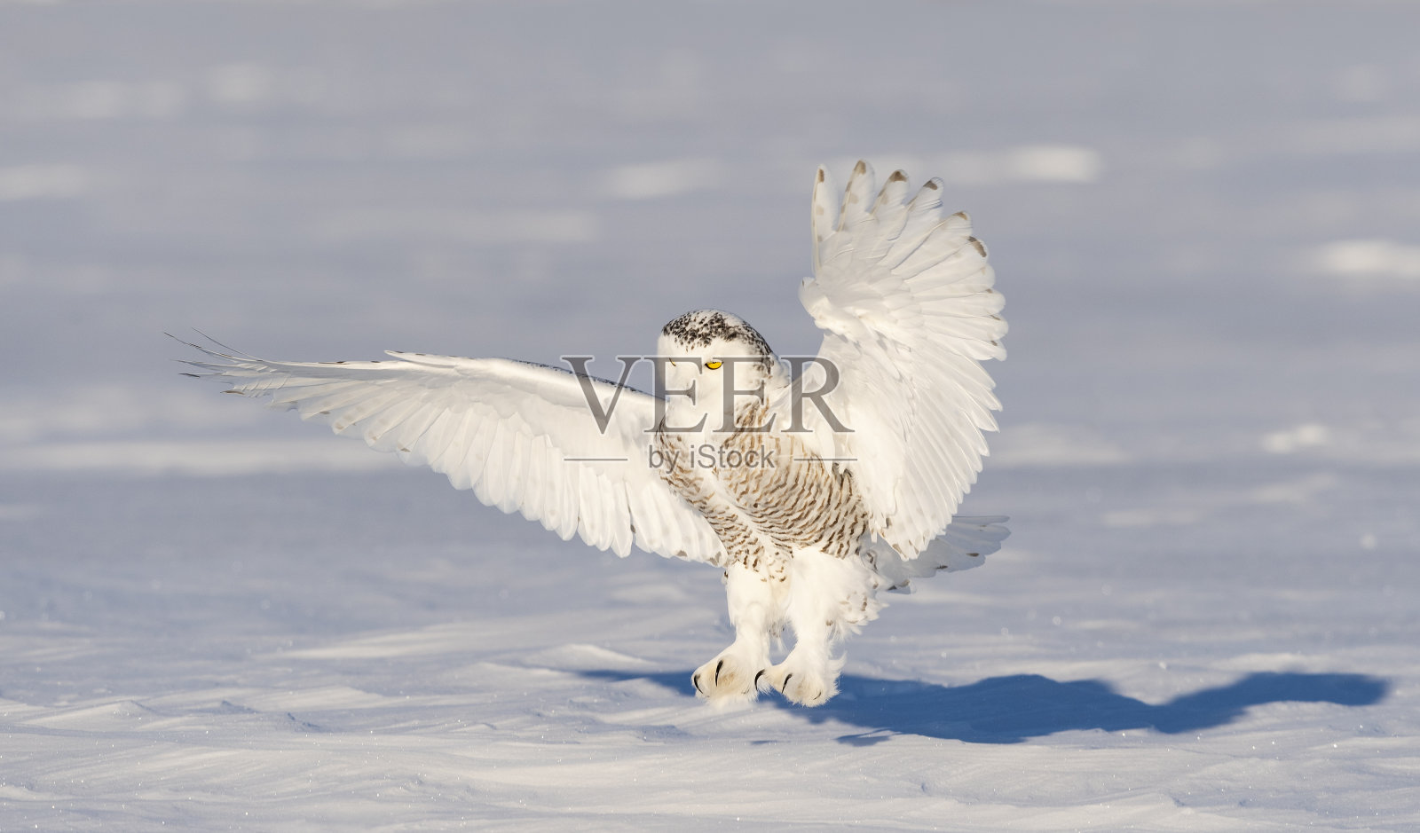 雪鸮,黑腹夜枭,飞行中的鸟照片摄影图片