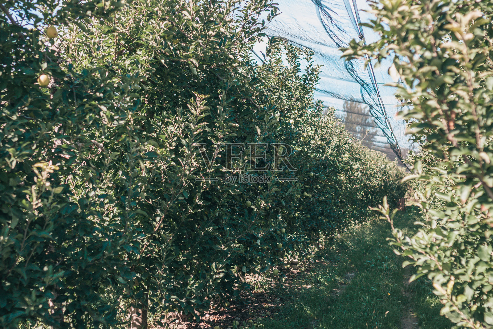 法国南部的一个农业农场,种植苹果用于生产苹果酒照片摄影图片
