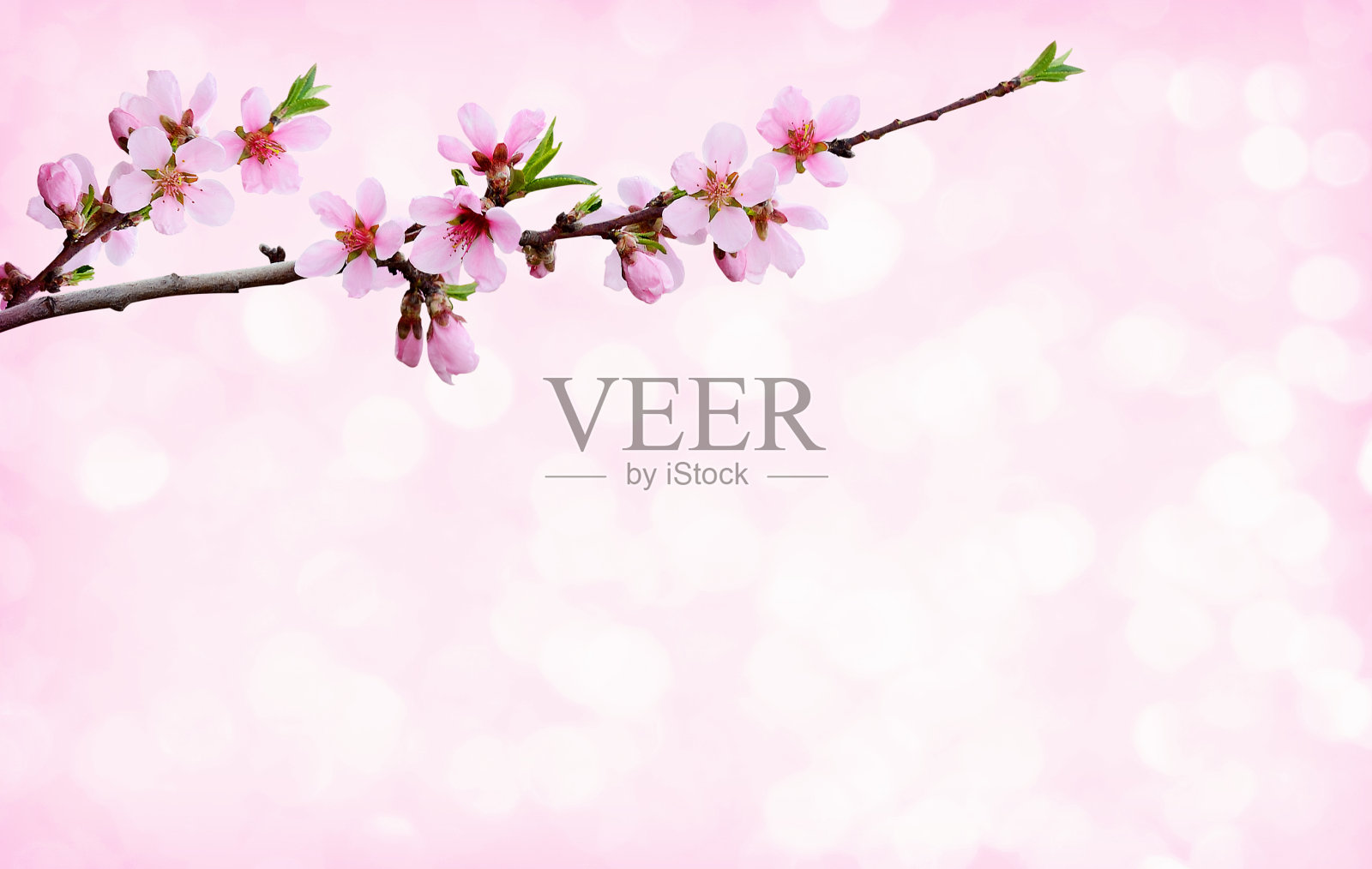 桃花照片摄影图片