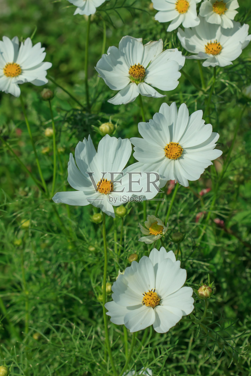 宇宙大花照片摄影图片