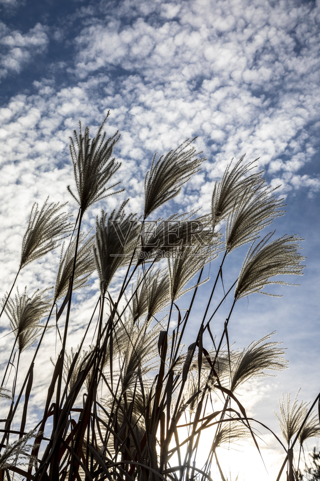 已经照片摄影图片