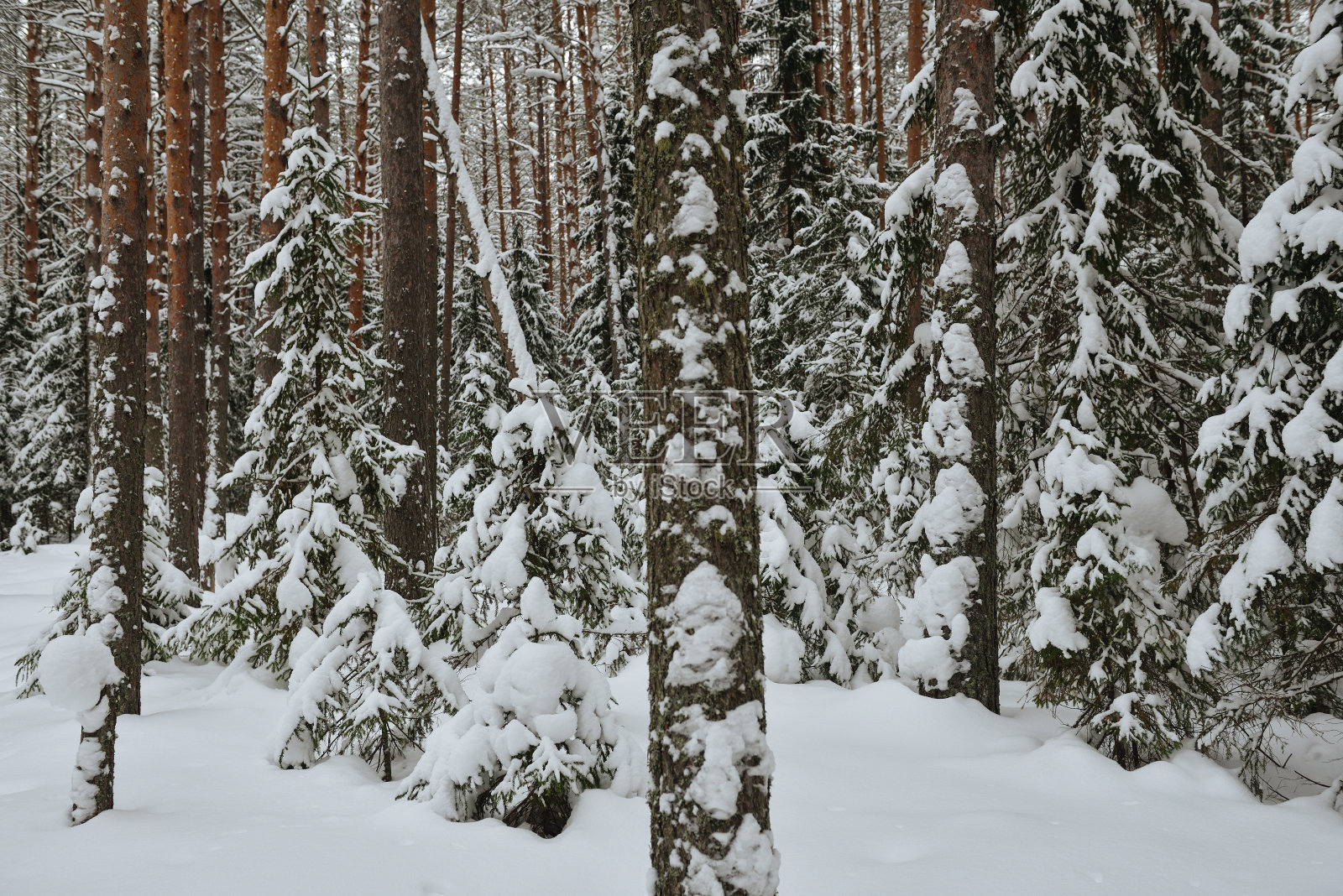 野树林里的冬天。照片摄影图片