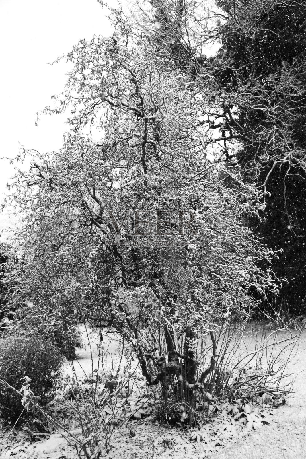 螺旋淡褐色照片摄影图片