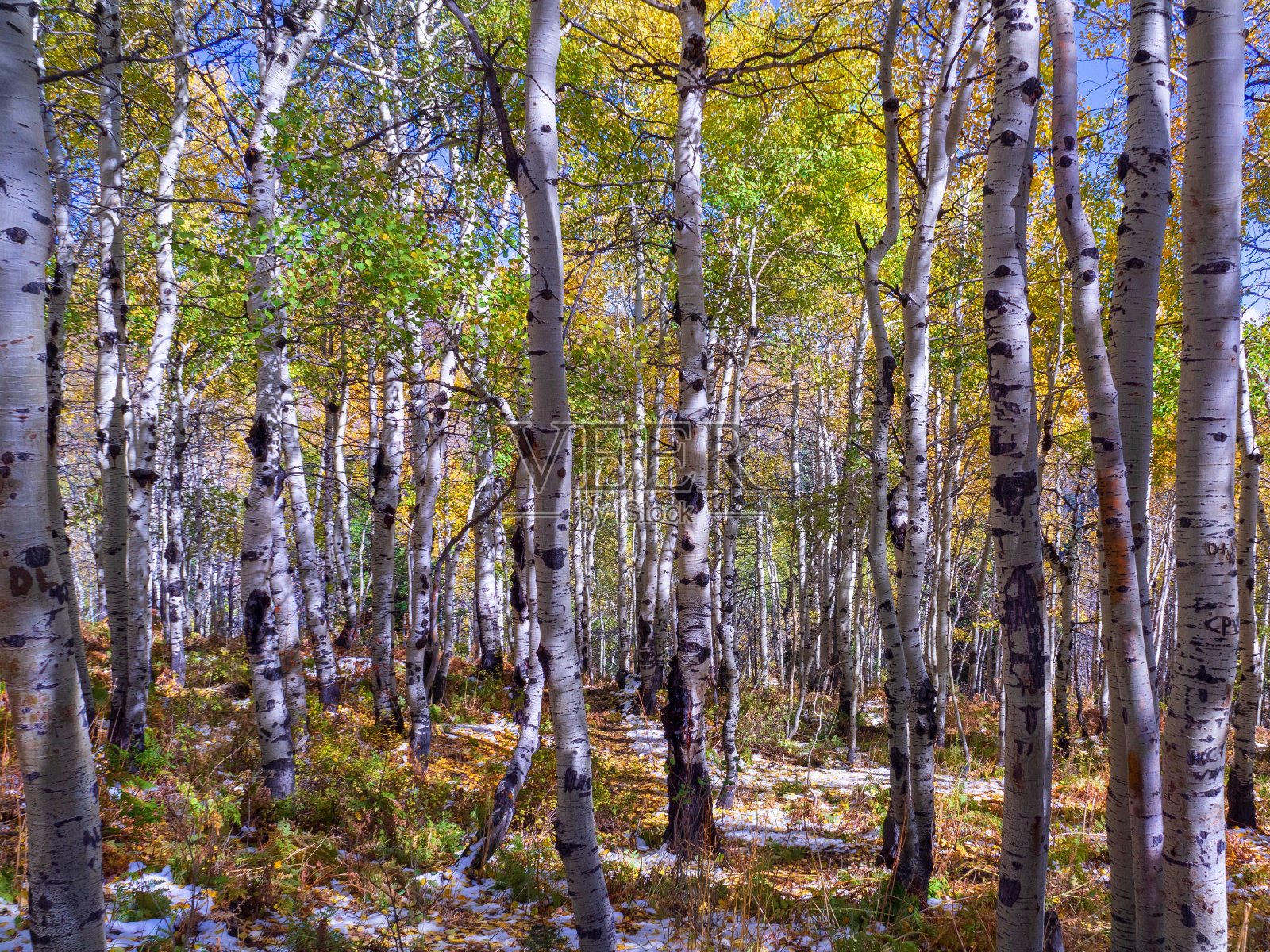 白杨树林照片摄影图片