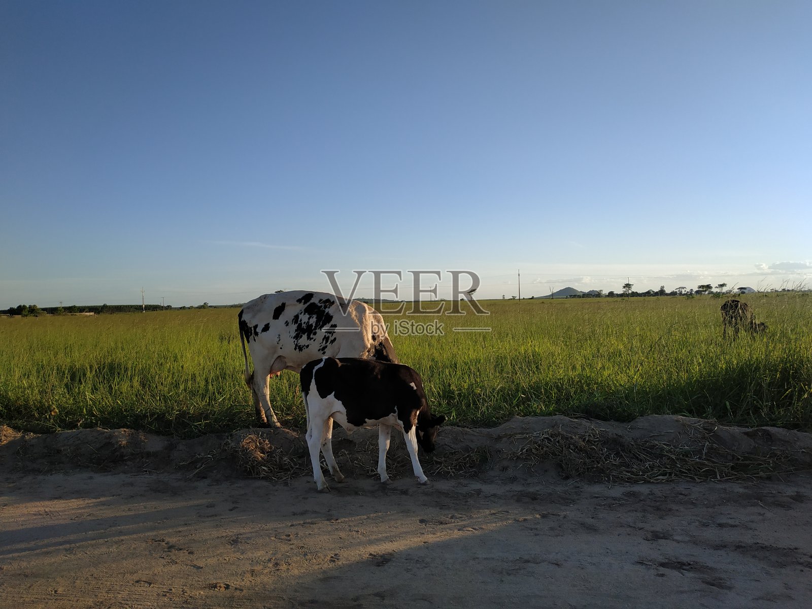 奶牛和小牛放牧照片摄影图片
