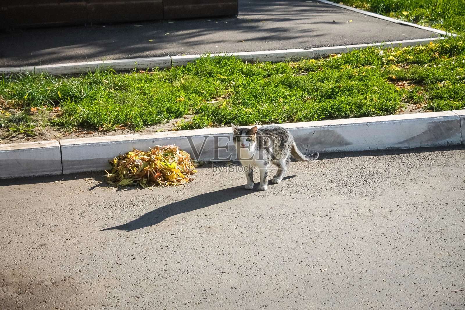 猫照片摄影图片