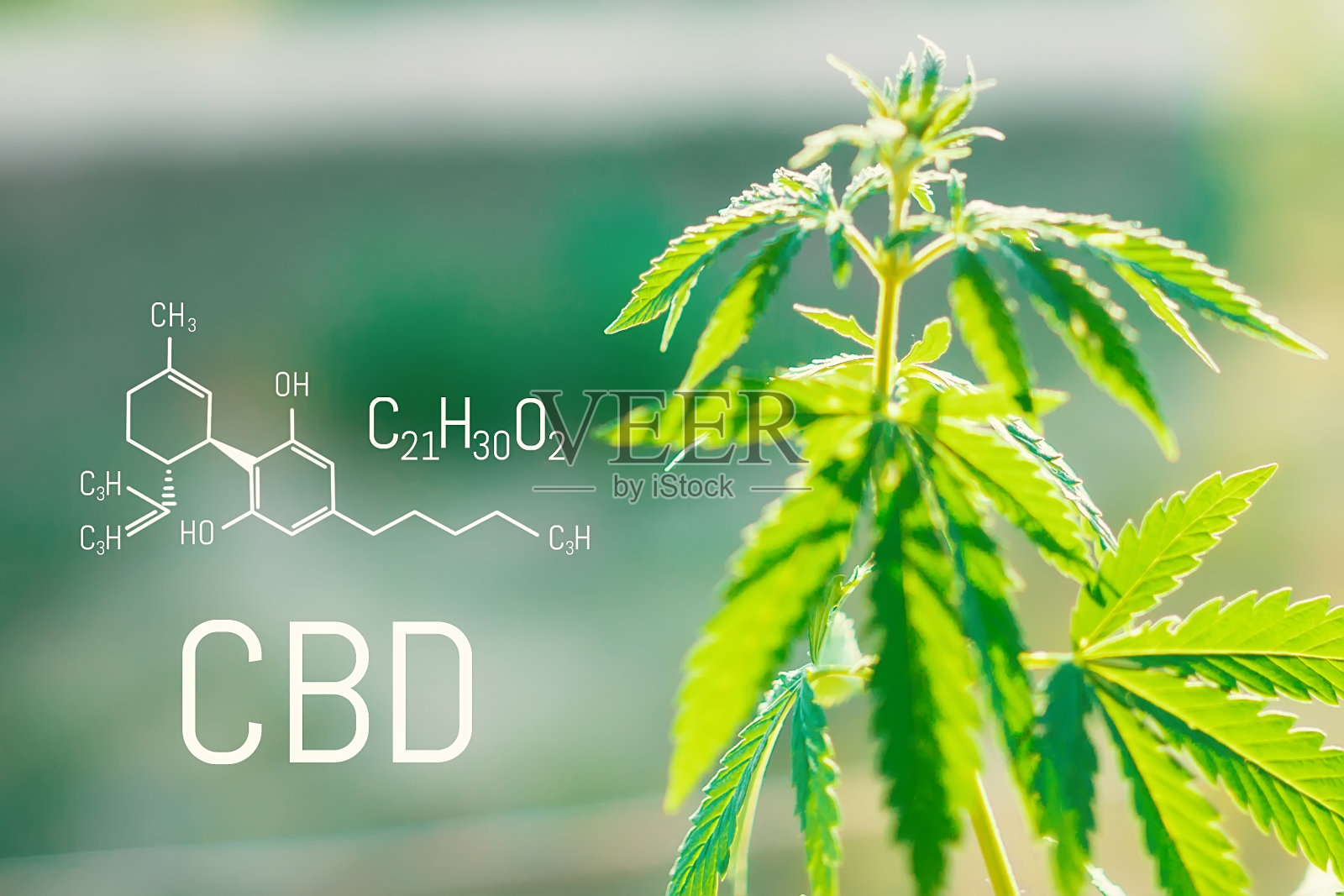 大麻CBD油和结构化学配方CBD。医学中提取。大麻的概念。照片摄影图片