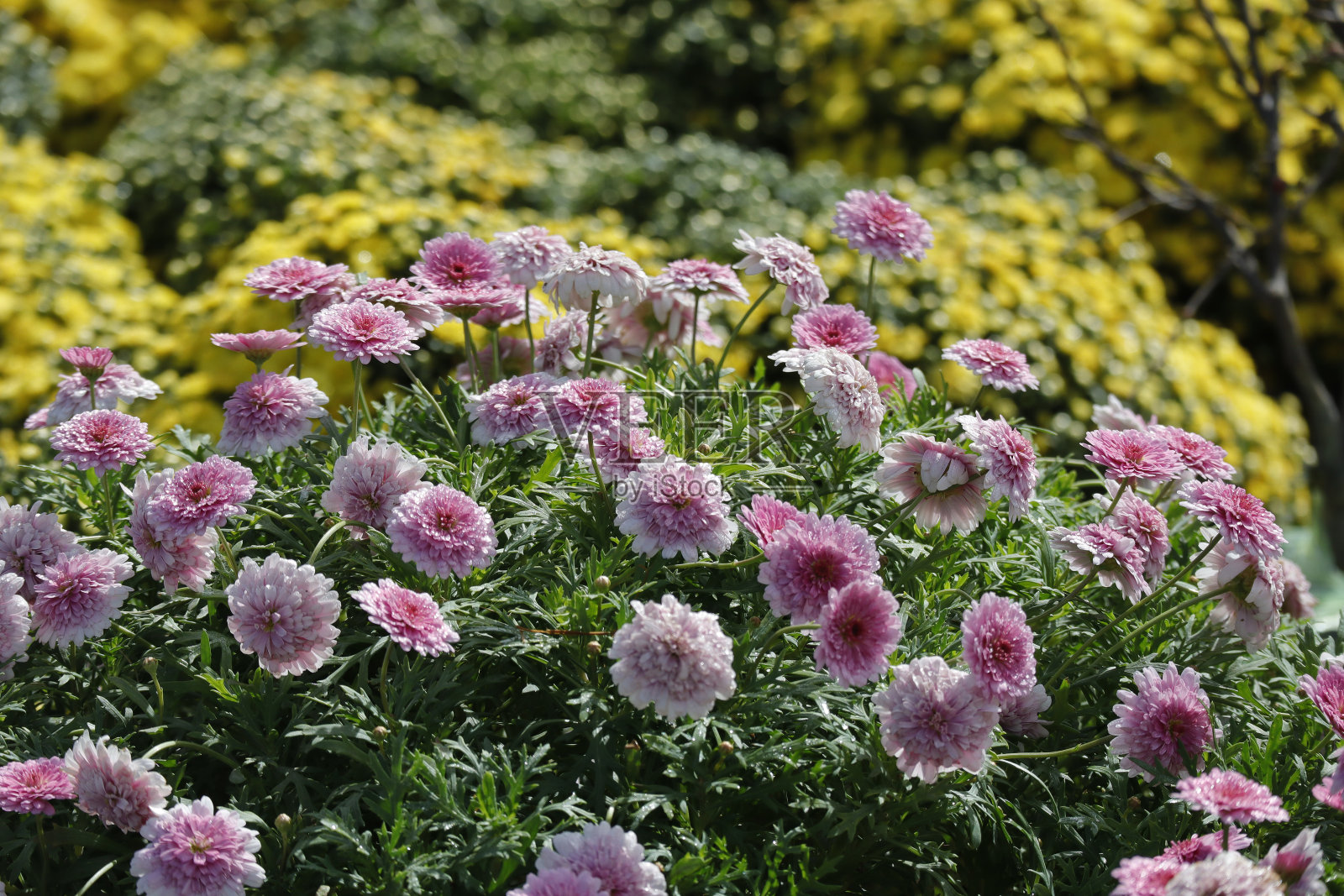 菊花在阳光下绽放照片摄影图片