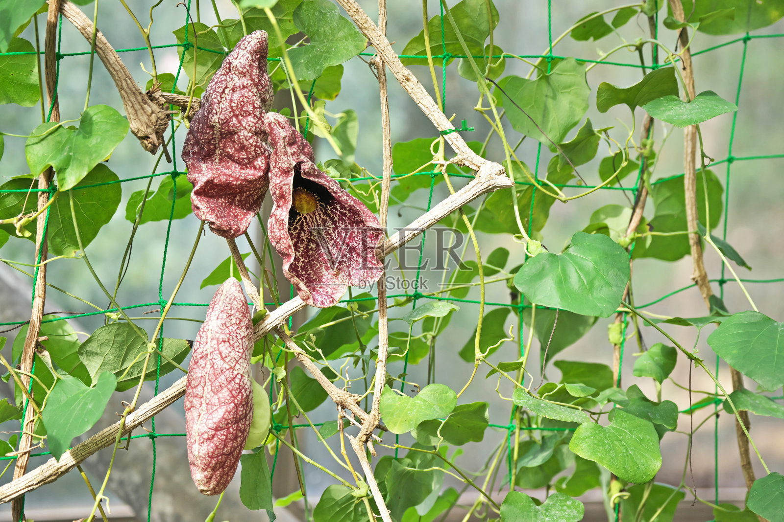 马兜铃照片摄影图片