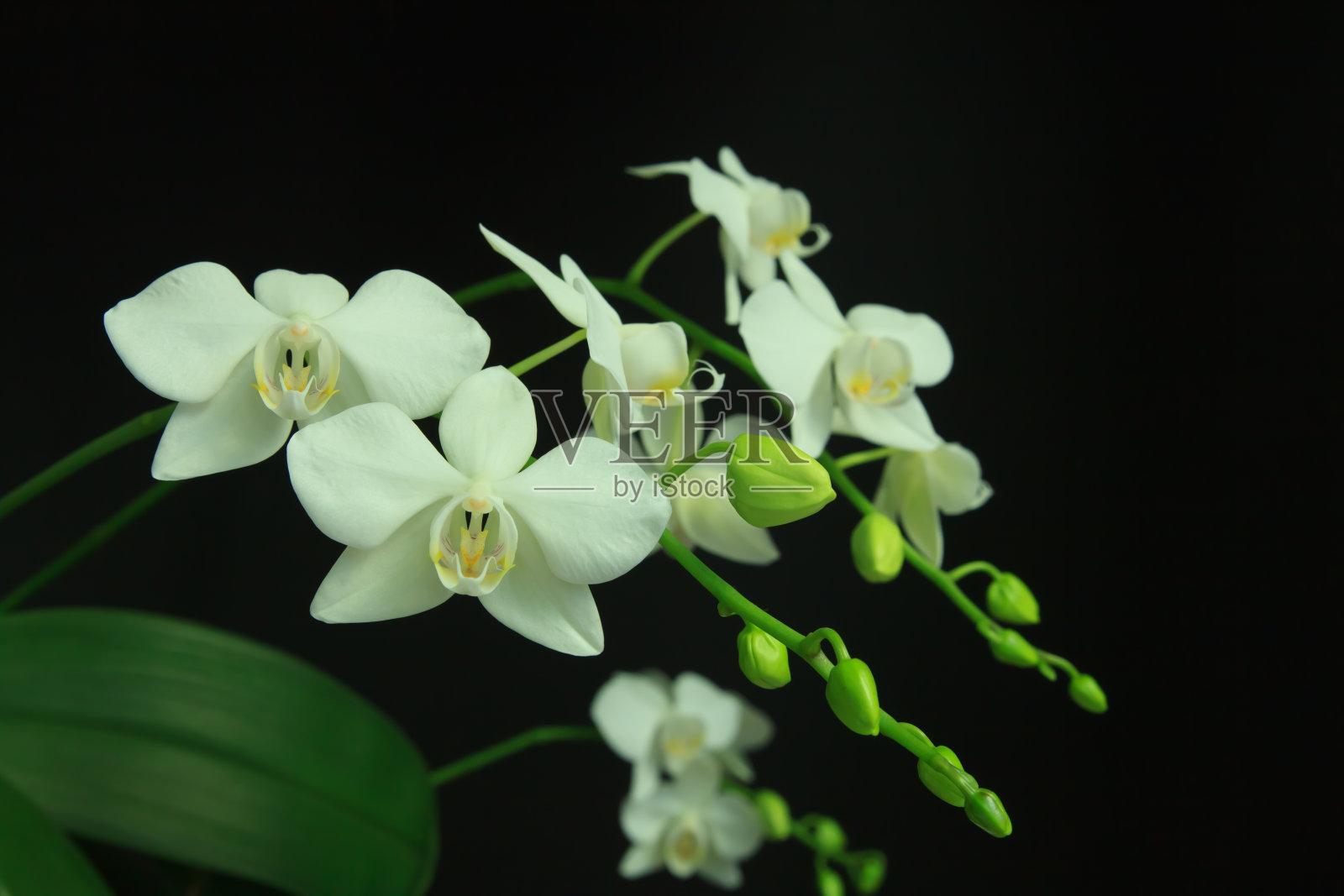 蝴蝶 兰照片摄影图片