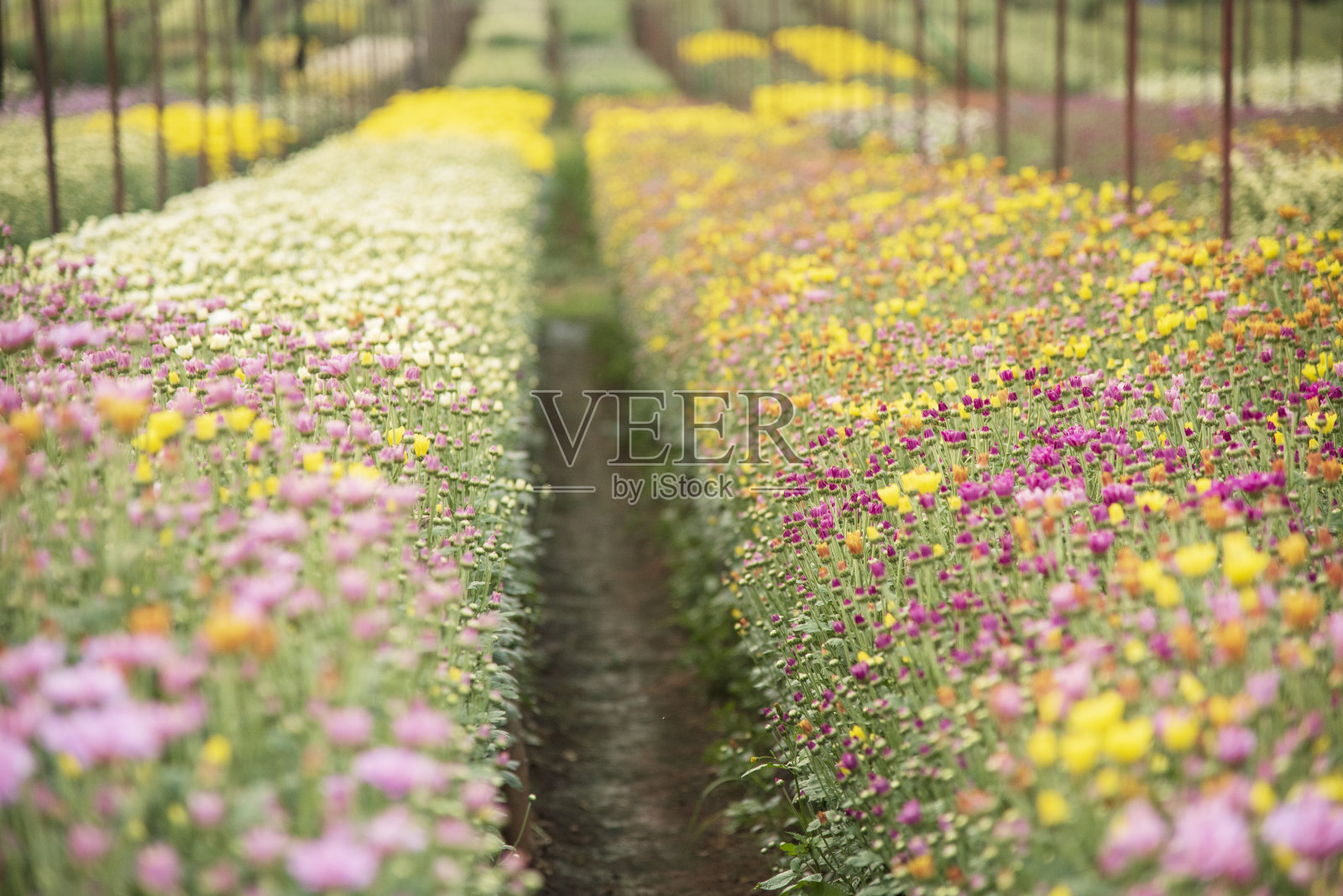 菊花的花园。照片摄影图片