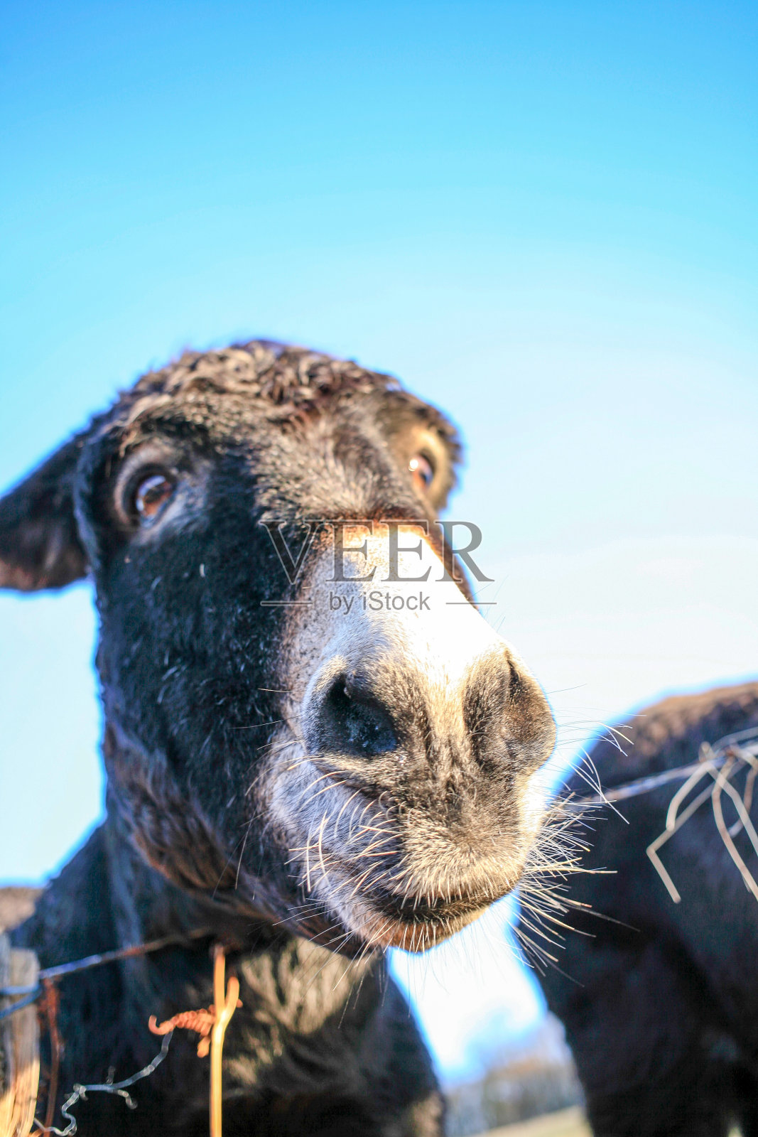有趣的驴头在蓝天近距离照片摄影图片