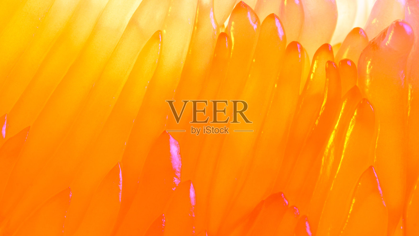 柚果微距摄影。照片摄影图片