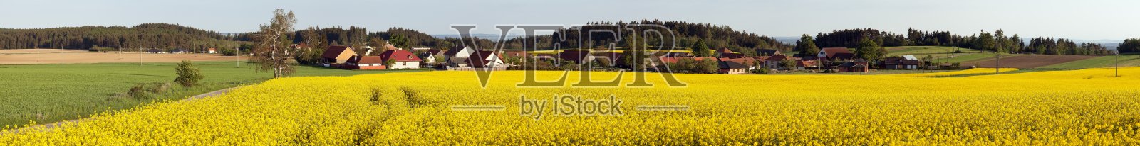 油菜或油菜田甘蓝型油菜照片摄影图片