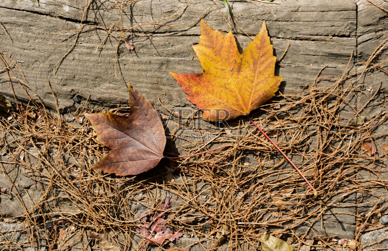 褐色的叶子纹理和背景。干叶背景纹理照片摄影图片