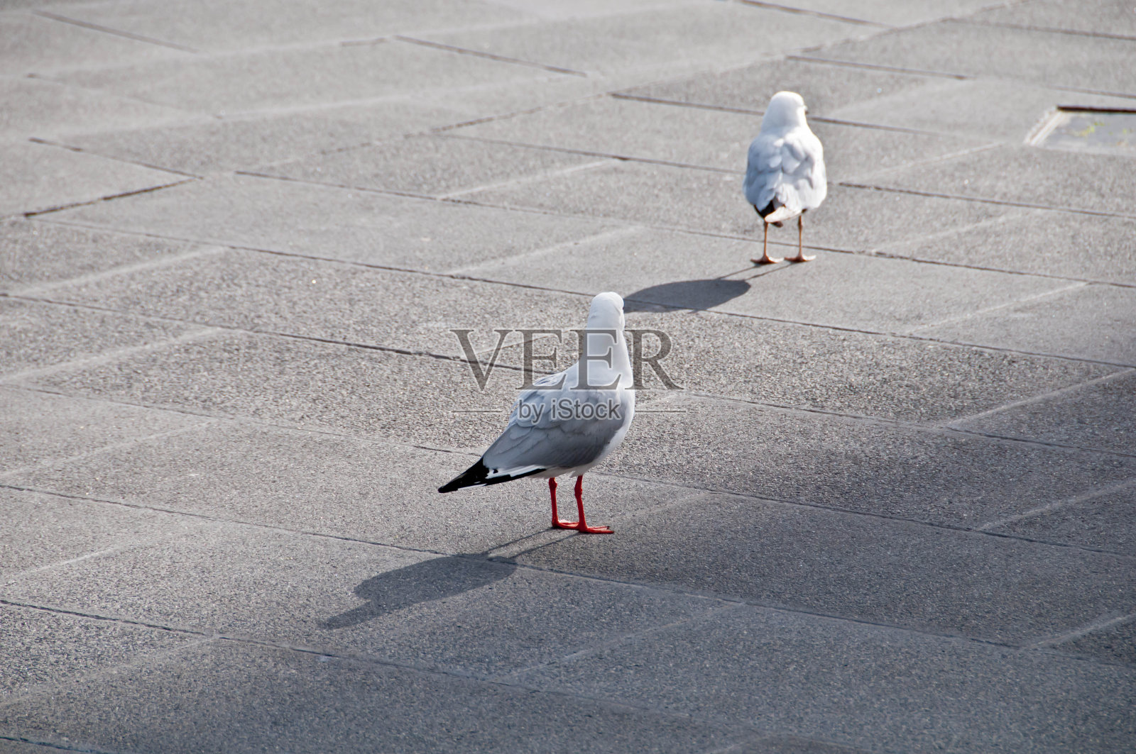 下午,海鸥优雅地走在水泥路面上照片摄影图片