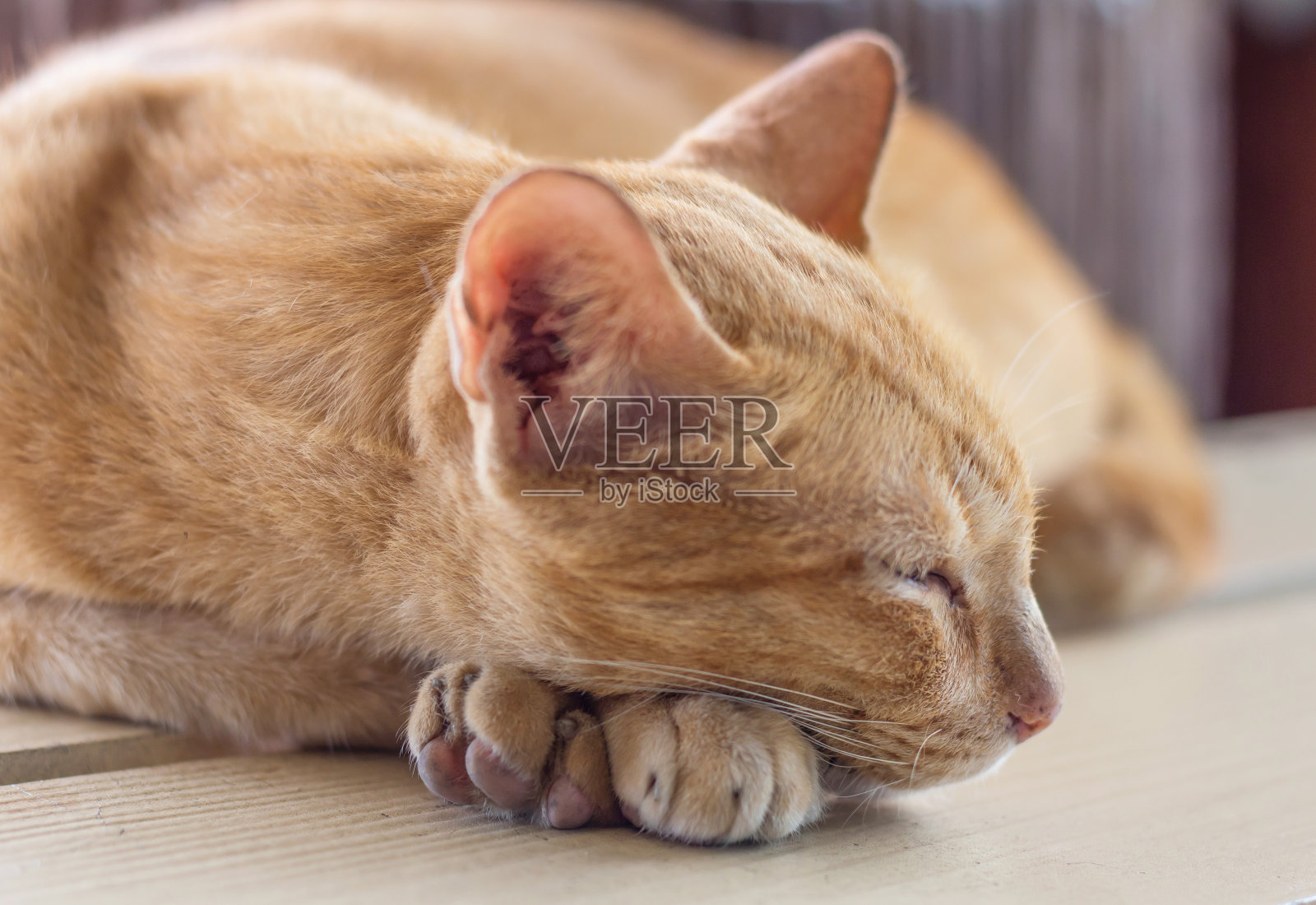 一只猫正在地板上睡觉照片摄影图片