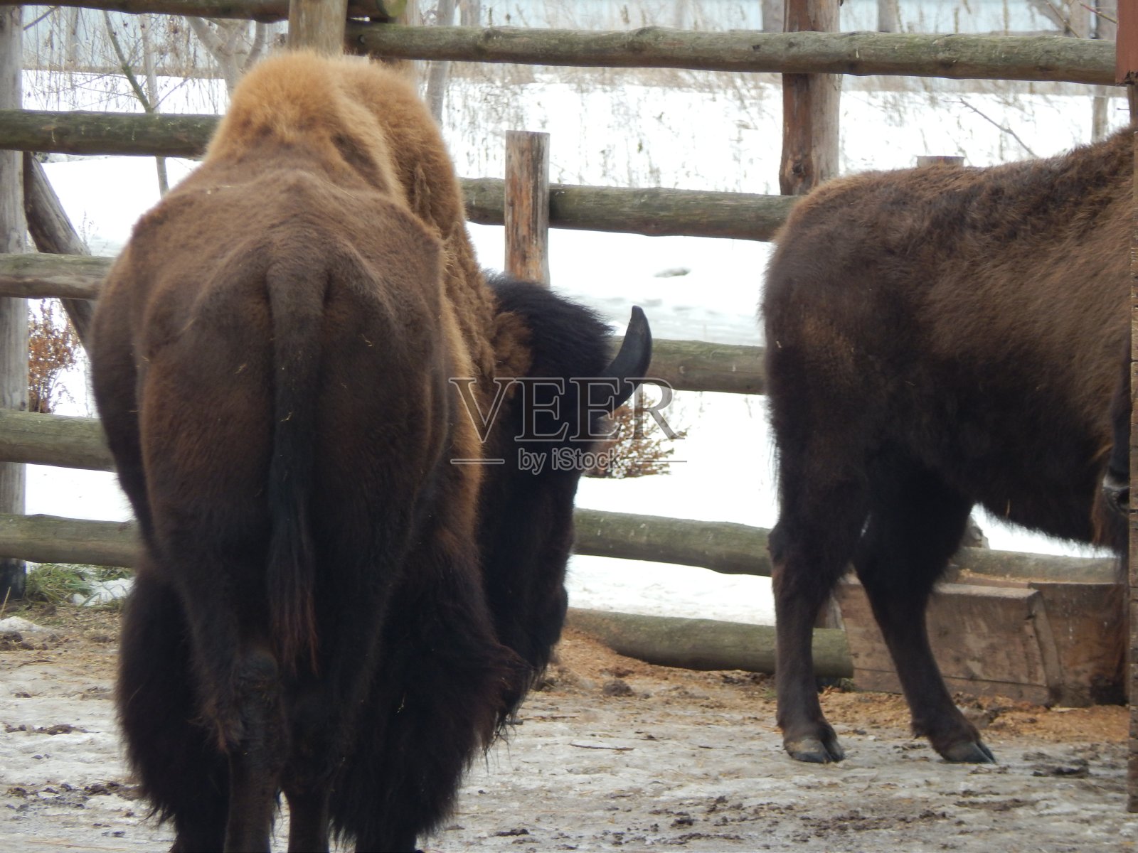 冬天在农场大鸟舍里的美洲野牛照片摄影图片