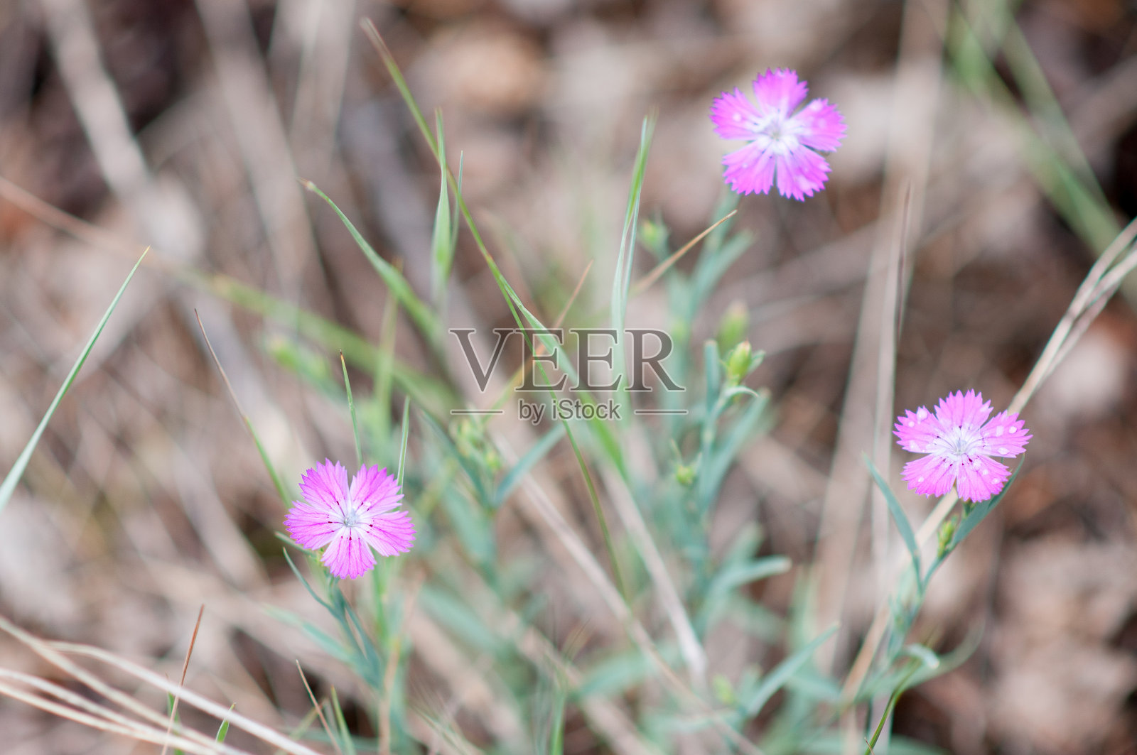 草地草地阳光明媚的下午照片摄影图片