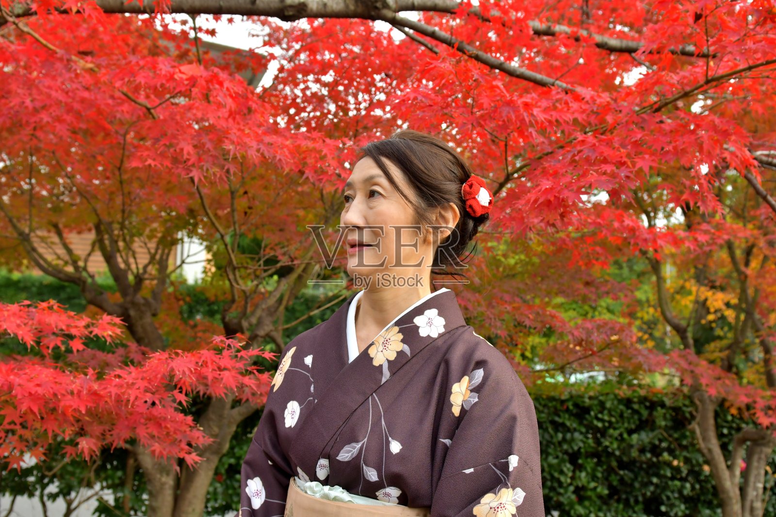 穿着和服的日本妇女在京都欣赏彩色的枫树照片摄影图片