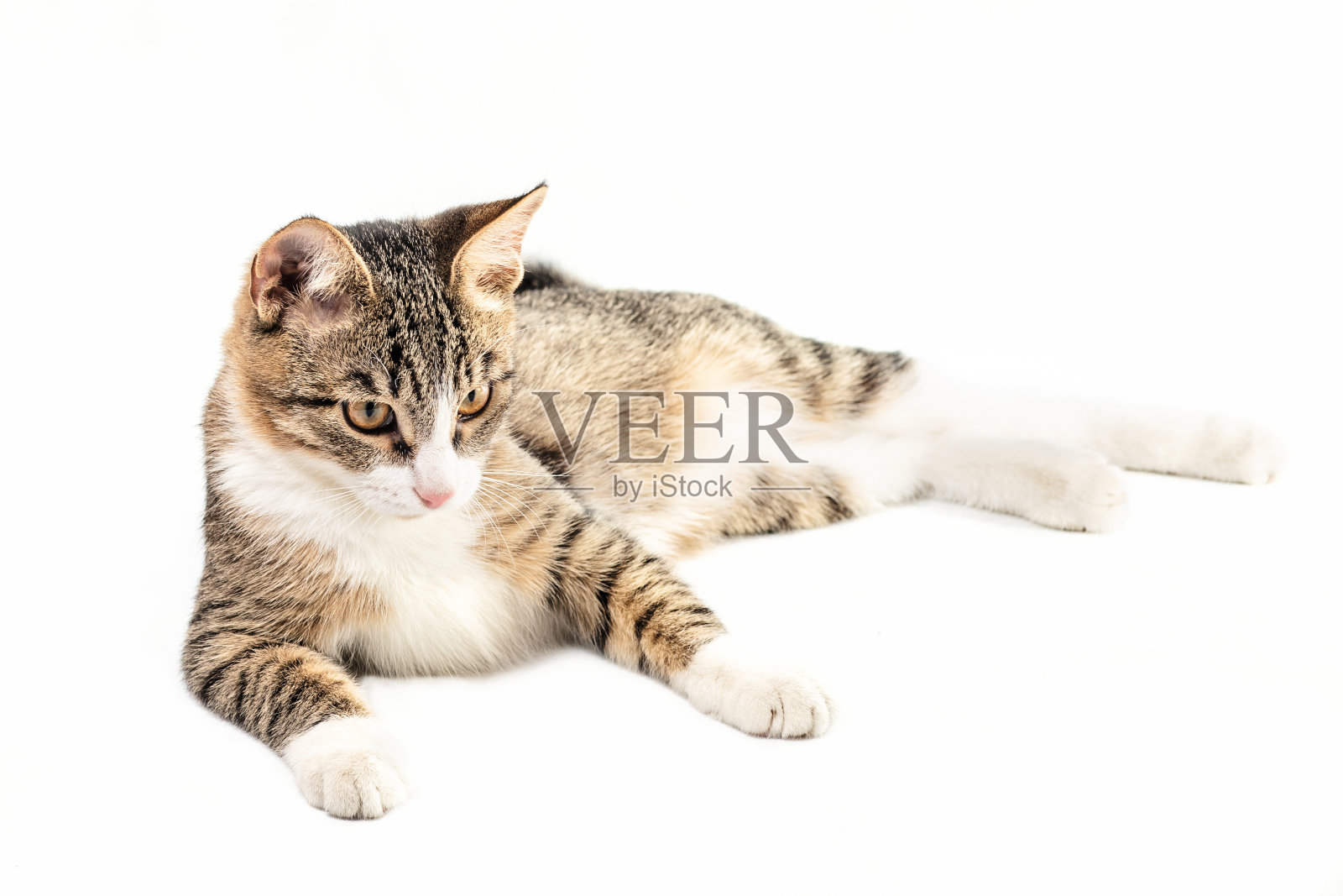 白色背景上的虎斑猫照片摄影图片