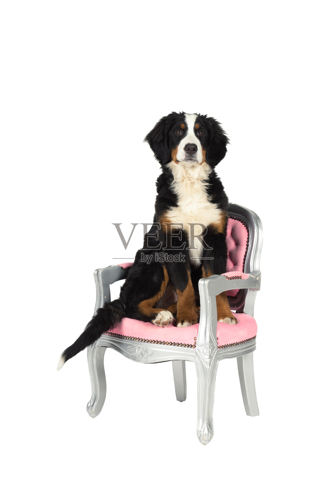 年轻的Berner Sennen山地狗坐在一个粉红色的巴洛克式椅子上孤立在一个白色的背景照片摄影图片