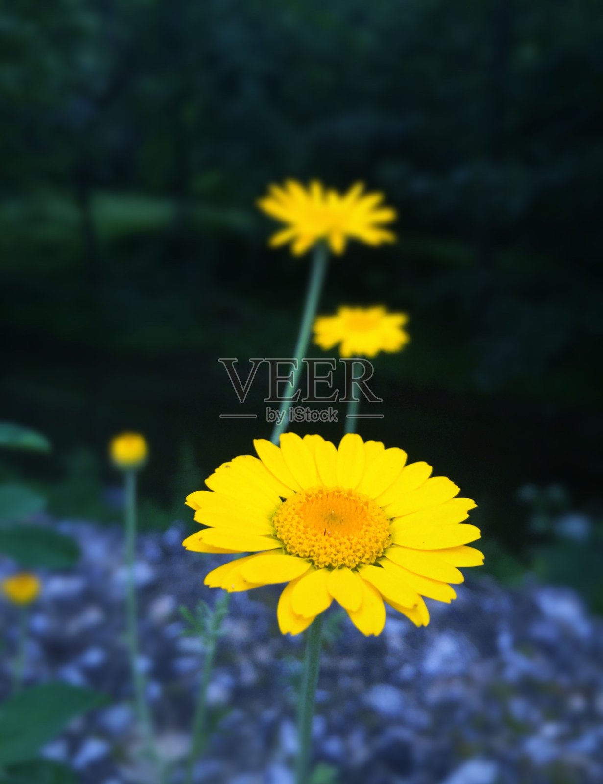 美丽的黄色的花。照片摄影图片