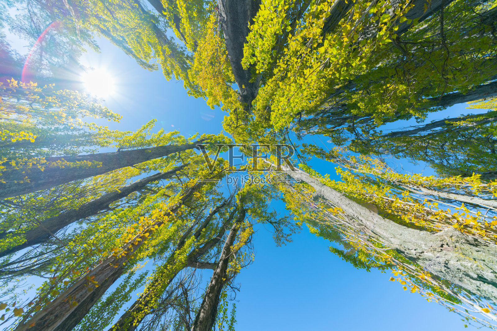 白杨树高耸入云照片摄影图片