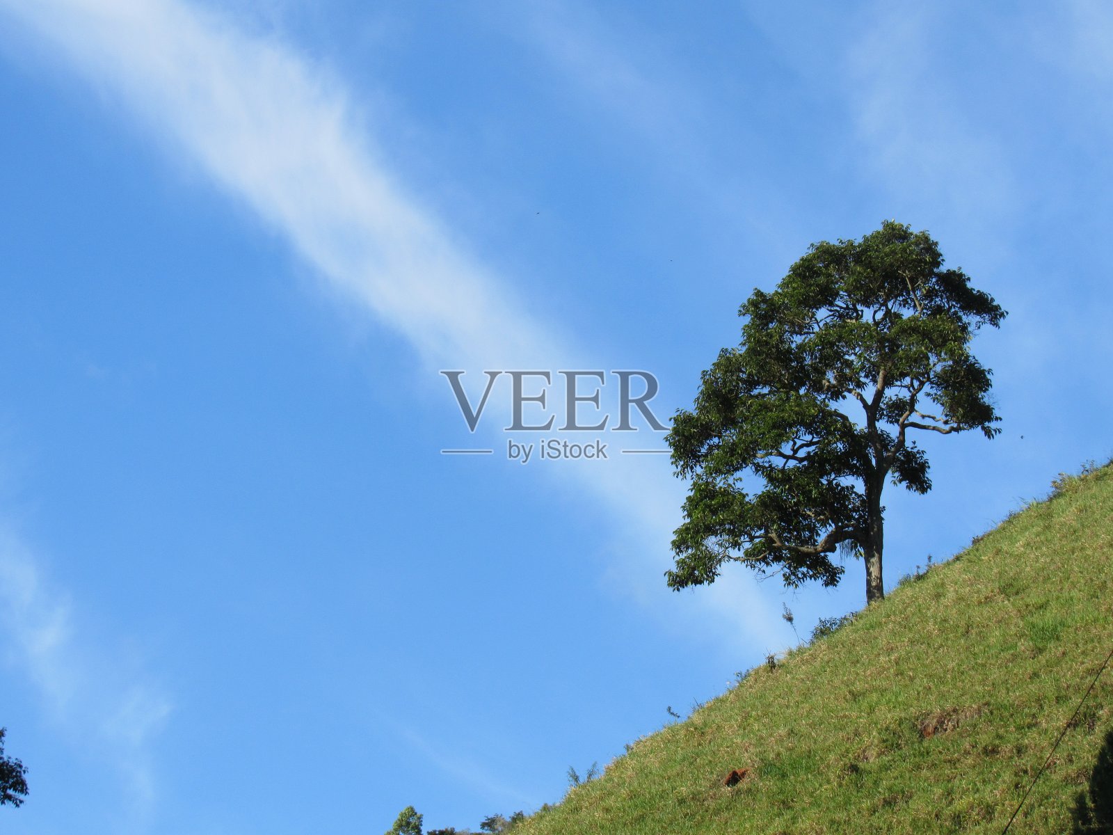 山上的树和背景上的蓝天照片摄影图片