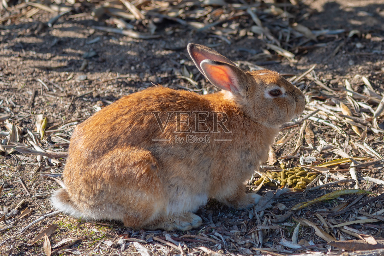 可爱的野生兔子照片摄影图片
